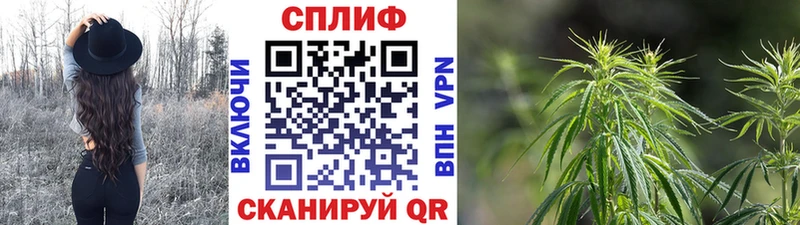 Конопля сатива  shop наркотические препараты  Астрахань  купить наркотики цена 